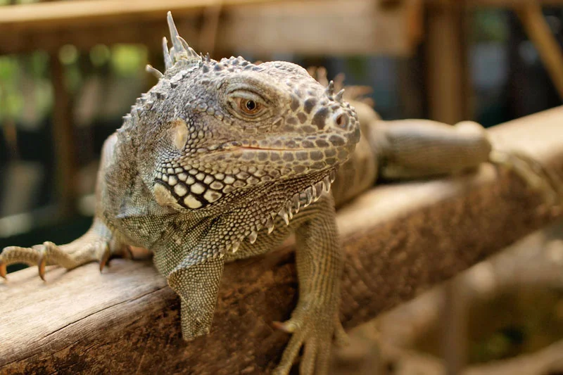 【中古】 Belize: Ecotourism in Action/MACMILLAN CARIBBEAN/Meb Cutlack 中古】 Belize: Ecotourism in Action/MACMILLAN CARIBBEAN/Meb